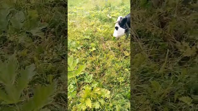 ест ли корова борщевик смотреть онлайн