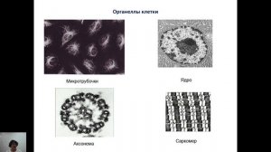 Лекция «Цитология и гистология»