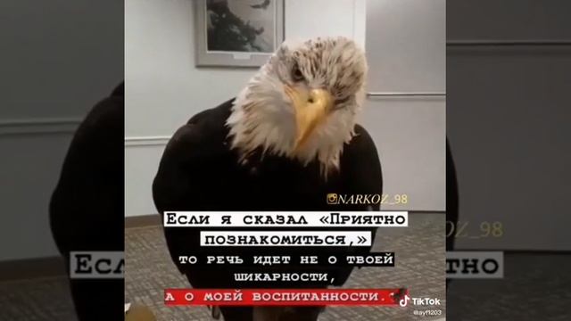 NARKOZ_98 Буйно голова! смотреть онлайн