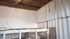 Приготовили сарай молодкам 🐤🐔Бесплатное мясо на зиму 🐥Живем в своем доме на Кубани🏡🦢🐤🐔