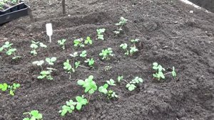 Земляничная рассада в школку