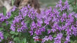 Алтай. Август 2023 г. День 6