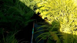 Рыбалка в дачном пруду