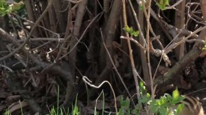 Бурундучок. Природа, просторы между оз. Суховским и Красным. Кемерово