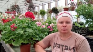 Как помочь пеларгониям в жару.