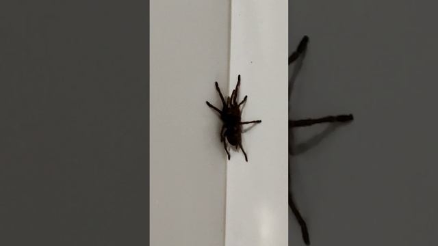 precisão do tempo no Campo#viral #taveira смотреть онлайн