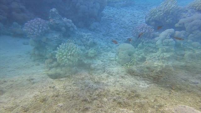 Diving in Egypt - Mangrove Bay смотреть онлайн