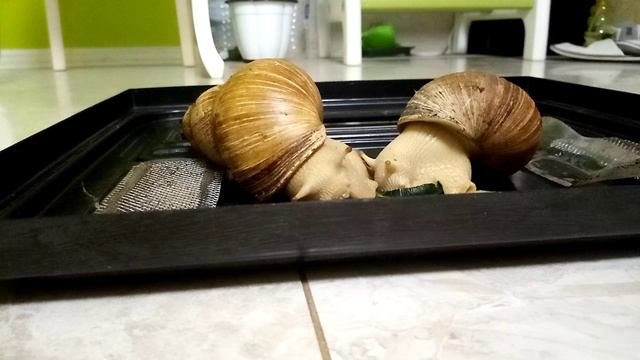 Улитки🐌