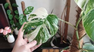 Зависит ли размер листьев монстеры Альба от солнца. Эксперимент с результатом.