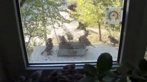 Воробьи купаются - Sparrows bathe