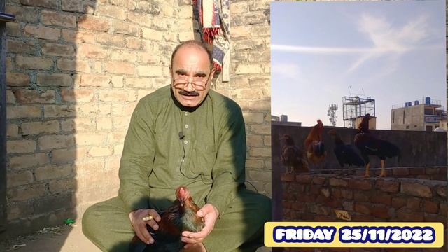 sabz Beth Ka ilaj || Aseel Murge Ki Sabz or Sufaid Bheth Ka Elaj.. смотреть онлайн