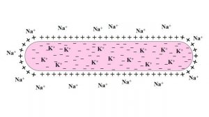 Нейрон   Әрекет потенциалы   Миелинді және миелинсіз талшықтар
