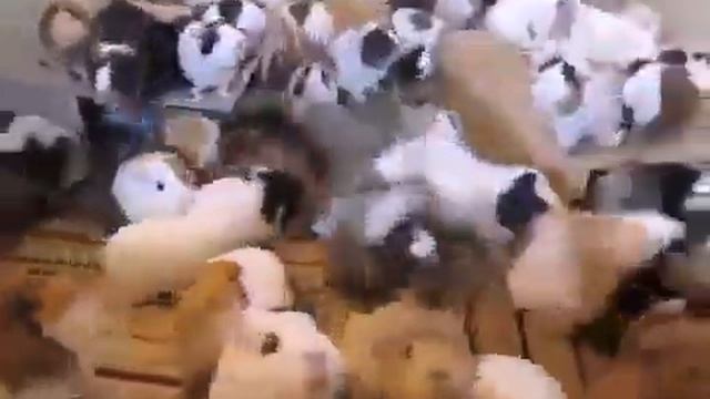 Море морских свинок смотреть онлайн