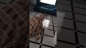 жизнь снюсаеда (чек описание)