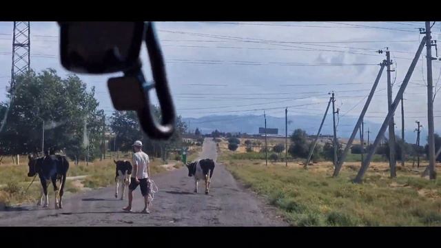 Посёлок Майский 🇺🇿 Ташкентская область.  Верблюды и красивая природа на границе с Казахстаном.