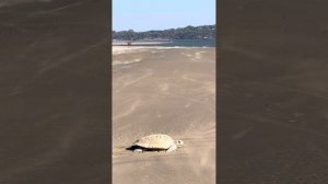 21.02.2024 Гоа. Черепаший пляж. Turtle beach. Морджим. Индия. Незабываемые моменты.