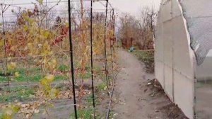 Пыхтим потихоньку.Черепаший ход.Идем на поправку.