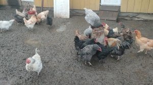 Так тяжело кормить кур🐔 внутри курятника? Вот моя бабушка... Отвечаю + гуси, кошечка Лапа
