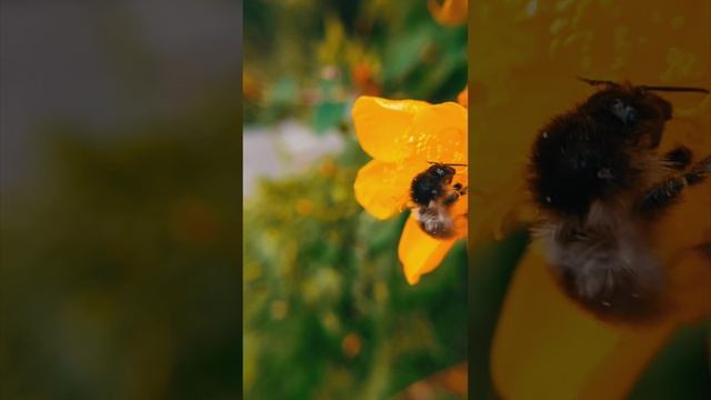 Bees collect nectar #tiktok  #youtube  #4k