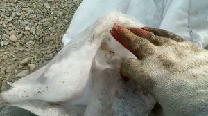 Термоукрывной материал для сада и огорода. Обычный и премиум. Цена 180-230 руб. Ширина 2.2м.