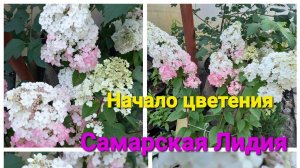 Обрезка Самарской Лидии