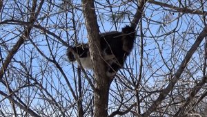 Мое котохозяйство!