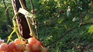 Очень интересная новая форма винограда Светик.Первое плодоношение.13.08. Виноградник Щереденкова