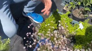 Обзор на садовый центр и питомник растений Блюкоин