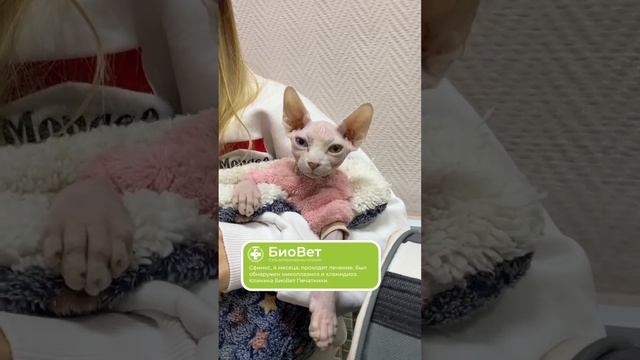 Сфинкс, 4 месяца, проходит лечение, был обнаружен микоплазмоз и хламидиоз.