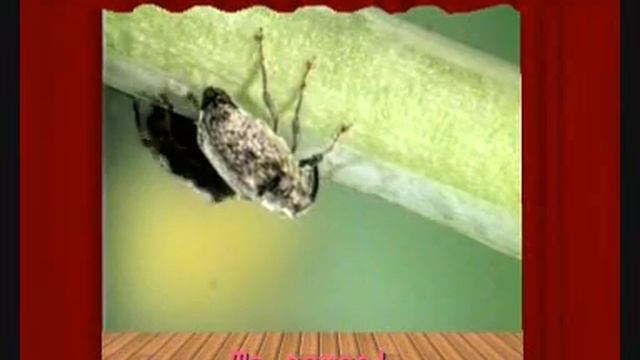 "Zalotnicy, gwałciciele i śpiochy" - gdzie się taki ulung? czyli życie erotyczne chrząszczy смотреть онлайн