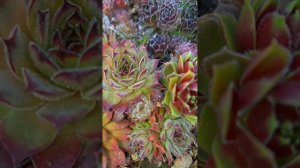 Молодило  ("Каменная роза")