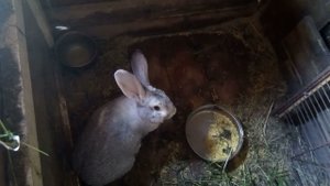 #Кролик супер порода Серый великан.