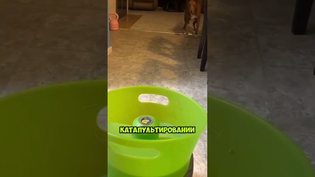 МИЛЫЙ ПОДАРОК СОБАЧКЕ НОВАЯ ИГРУШКА #реакция #животные #мем #приколыскотами #озвучка #собака