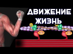 Мышечное сокращение. Физиология мышц ( часть 2 )