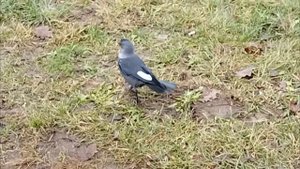 Галка с белыми пёрышками