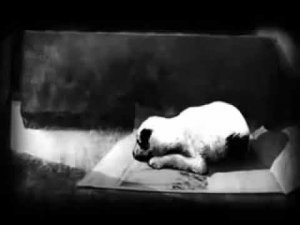 Дельфин - молоко
