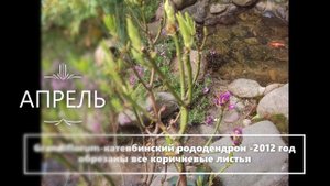 СПАСАЕМ РОДОДЕНДРОН