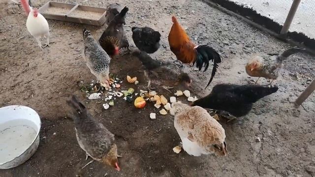 Зверьё моё) 31декабря 2019. смотреть онлайн