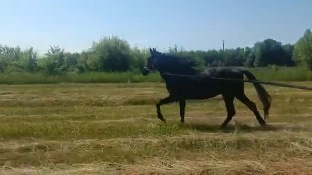 жеребец 2021 г. кросс P.R.E.(продажа) смотреть онлайн