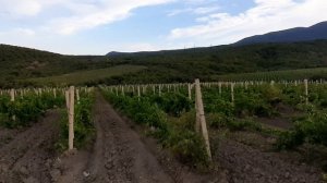 Виноградники возле г. Алушта