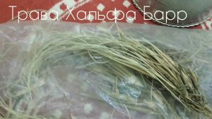 Полезная трава Хальфа барр от многих болезней. Лекарственные растения