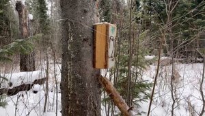 Проверка ящиков на путике, Соболь есть.