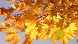 Клен Остролистный #клён #клен #outdoor #garden