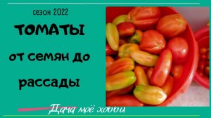 Томаты. Посадила сухими семенами в кокосовые таблетки. Всходы быстрые....