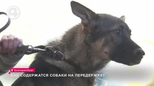 Как содержатся собаки на передержке?