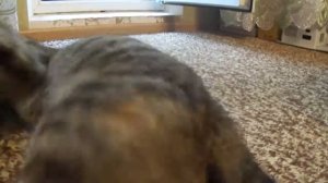 Шестипалая кошка