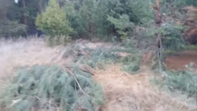 Лес наше богатствоно его никто не берегет....