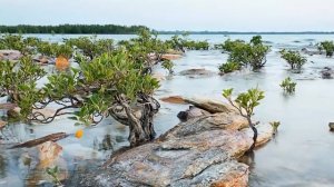 Экхарт Толле   Сила Настоящего Сила Момента Сейчас #15  Внутреннее тело