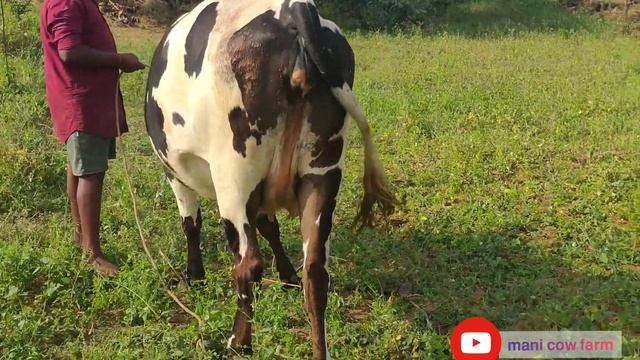 𝗰𝗼𝘄 𝗳𝗼𝗿 𝘀𝗮𝗹𝗲𝘀 /𝗰𝗼𝘄 𝗳𝗼𝗿 𝘀𝗮𝗹𝗲𝘀 𝗶𝗻 𝘀𝗮𝗹𝗲𝗺 𝗼𝗺𝗮𝗹𝘂𝗿/𝗰𝗼𝗻𝘁𝗮𝗰𝘁 𝗡𝗼:9677867376 смотреть онлайн