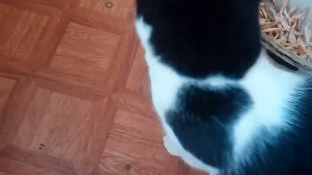 Кот в ведре смотреть онлайн